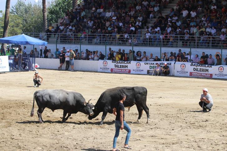 Denizli'de Boğa Güreşi Şampiyonası düzenlendi G5