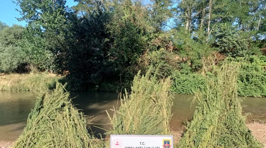 Kırklareli'nde dere yatağında 160 bin kök Hint keneviri ele geçirildi