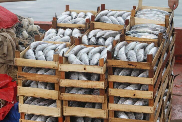 Düzce'de palamudun tanesi 30 liraya kadar düştü G1