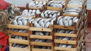Düzce'de palamudun tanesi 30 liraya kadar düştü