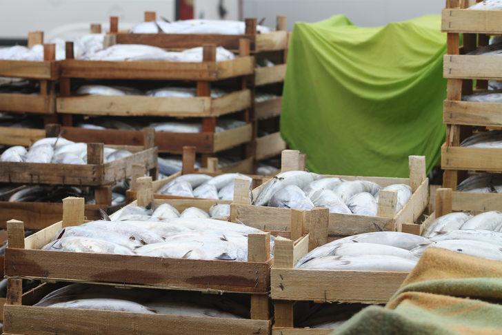 Düzce'de palamudun tanesi 30 liraya kadar düştü G2