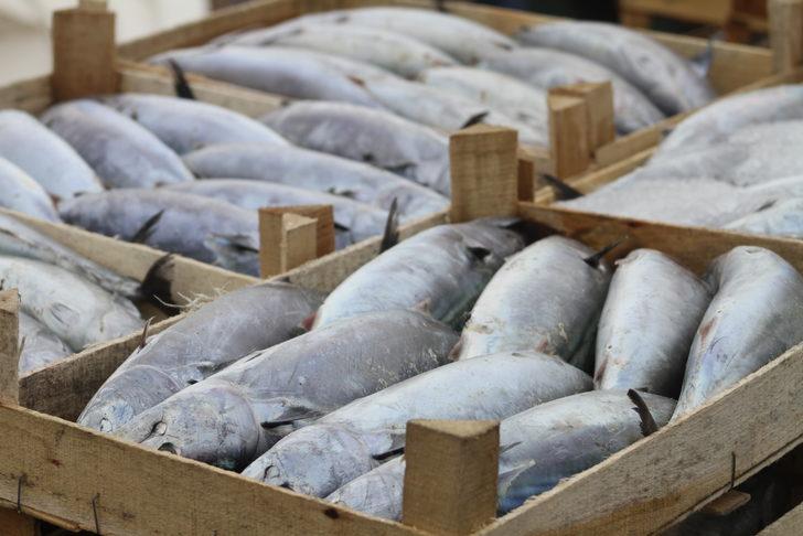 Düzce'de palamudun tanesi 30 liraya kadar düştü G4