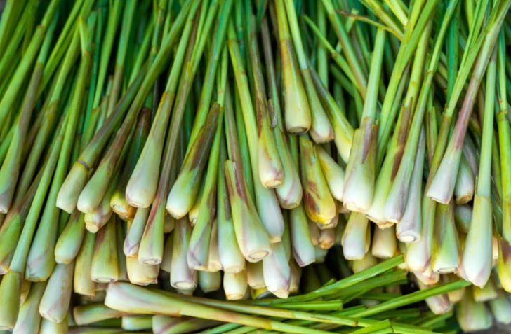 Son zamanlarda oldukça korkutuyor! Rahatsız edici sivrisineklerden uzak durmanızın yolu bunları yemekten geçiyor G4