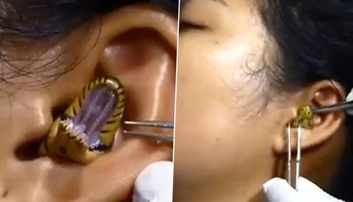 Hintli kadının kulağına yılan sıkıştı! Görüntüler sosyal medyada gündem yarattı