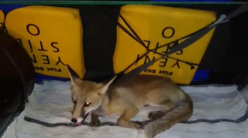 Karabük'te kümeste yakalanan tilki karnı doyurulup doğaya salındı