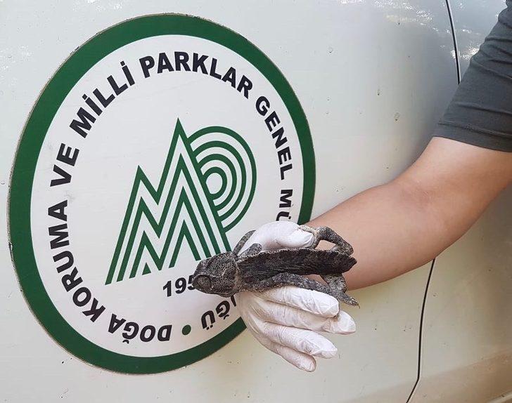 Muğla'da bitkin halde bulunan bukalemun korumaya alındı G1