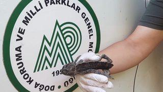 Muğla'da bitkin halde bulunan bukalemun korumaya alındı