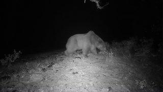 Köyceğiz'de bozayı videokapanla ilk kez görüntülendi