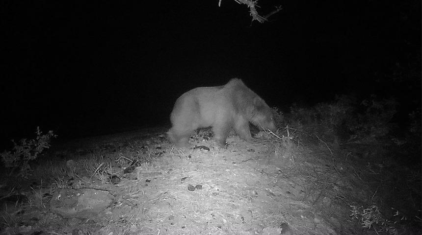 Köyceğiz'de bozayı videokapanla ilk kez görüntülendi