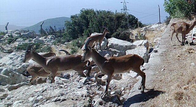 Muğla'da yaban keçileri görüntülendi