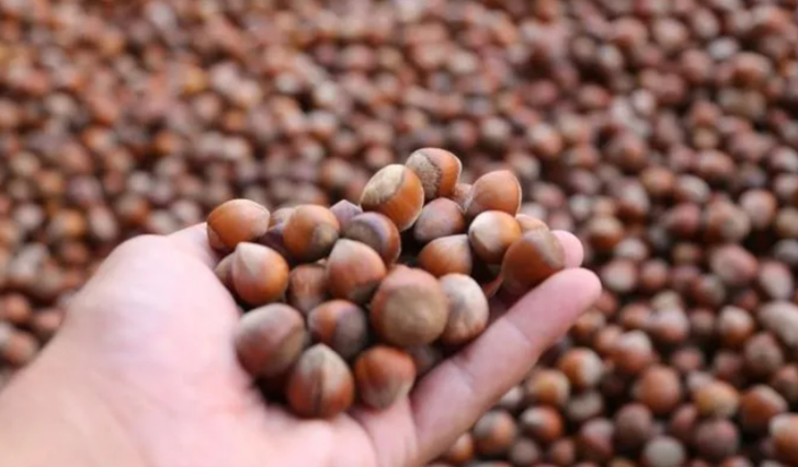 Prof. Dr. Canan Karatay uzun yaşamın formülünü verdi! "Bunu yiyen 90-95 yaşına kadar yaşar" G2