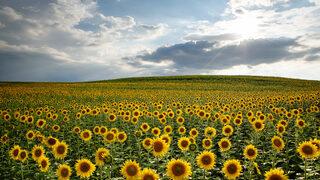 Bakan Kirişci duyurdu! İşte ayçiçeği alım fiyatı