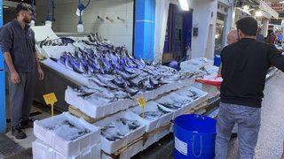 Karadeniz'de avlanan 1 kilogramlık palamutlar 35 liradan alıcı buluyor