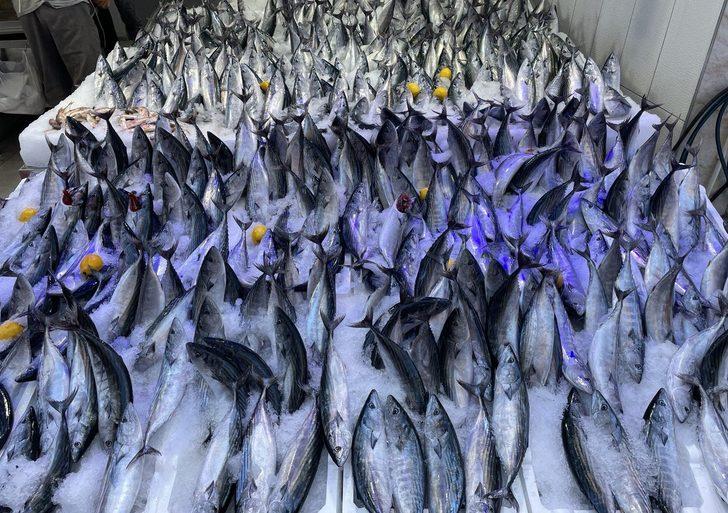 Karadeniz'de avlanan 1 kilogramlık palamutlar 35 liradan alıcı buluyor G4