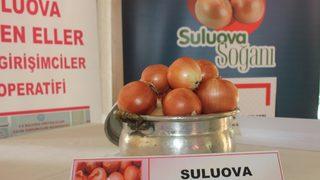 Amasya'nın Suluova soğanı coğrafi işaretle tescillendi