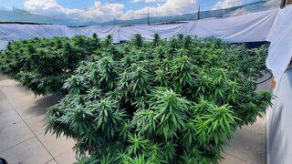 Kırklareli'nde evin terasında kurdukları serada kenevir yetiştiren 2 şüpheli yakalandı