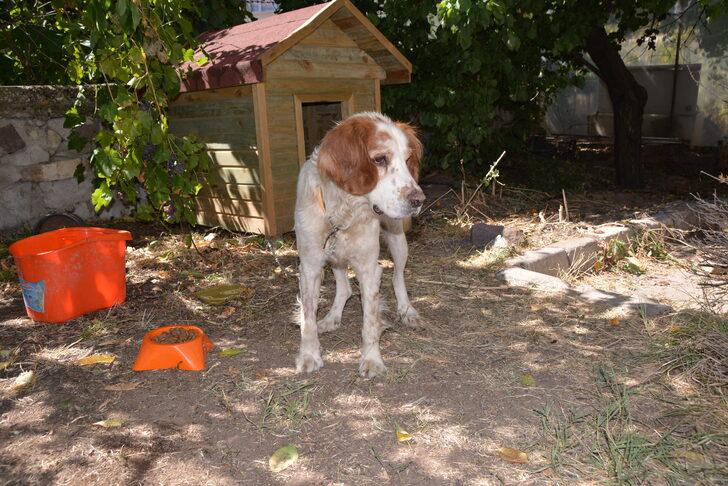 Uşak'ta pikapla üzerinden geçilen köpek koruma altına alındı G2