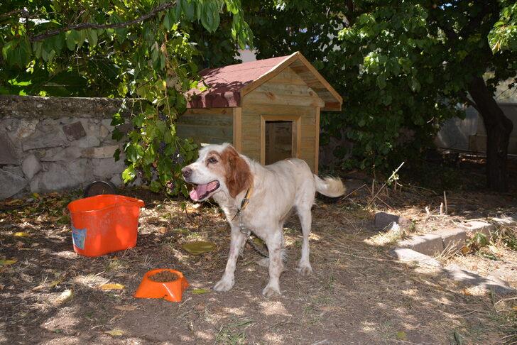 Uşak'ta pikapla üzerinden geçilen köpek koruma altına alındı G3