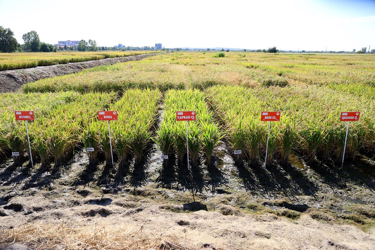 Edirne'de &ccedil;eltik &uuml;retiminde y&uuml;ksek verim bekleniyor