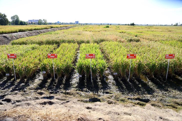 Edirne'de çeltik üretiminde yüksek verim bekleniyor G1