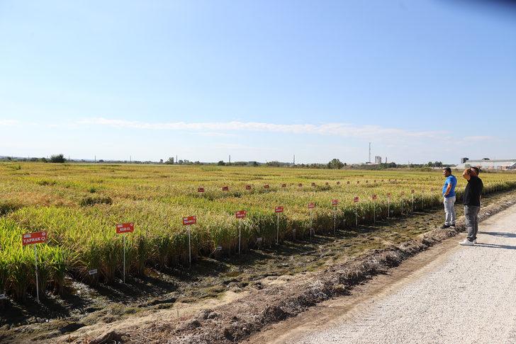 Edirne'de çeltik üretiminde yüksek verim bekleniyor G2