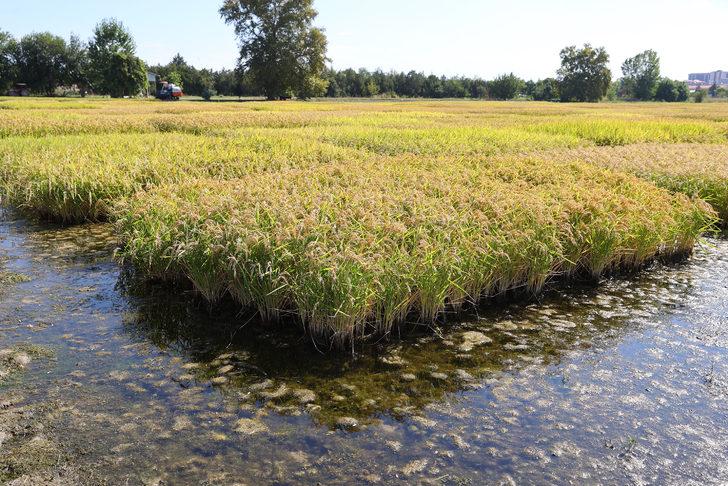 Edirne'de çeltik üretiminde yüksek verim bekleniyor G3