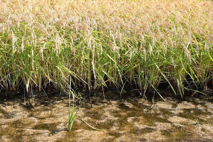 Edirne'de çeltik üretiminde yüksek verim bekleniyor G4