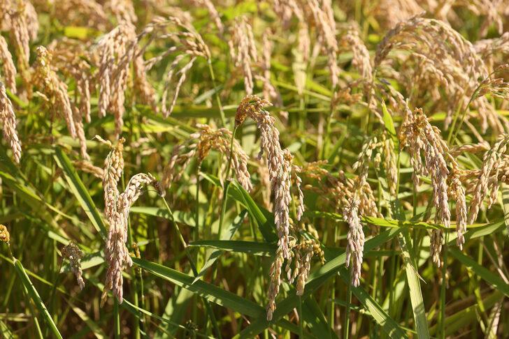 Edirne'de çeltik üretiminde yüksek verim bekleniyor G5