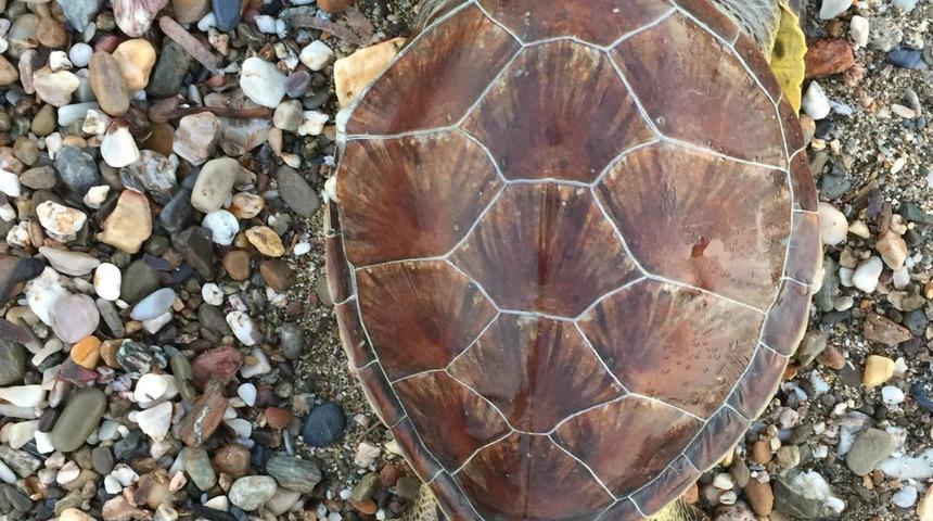 Alanya sahilinde ölü caretta caretta bulundu