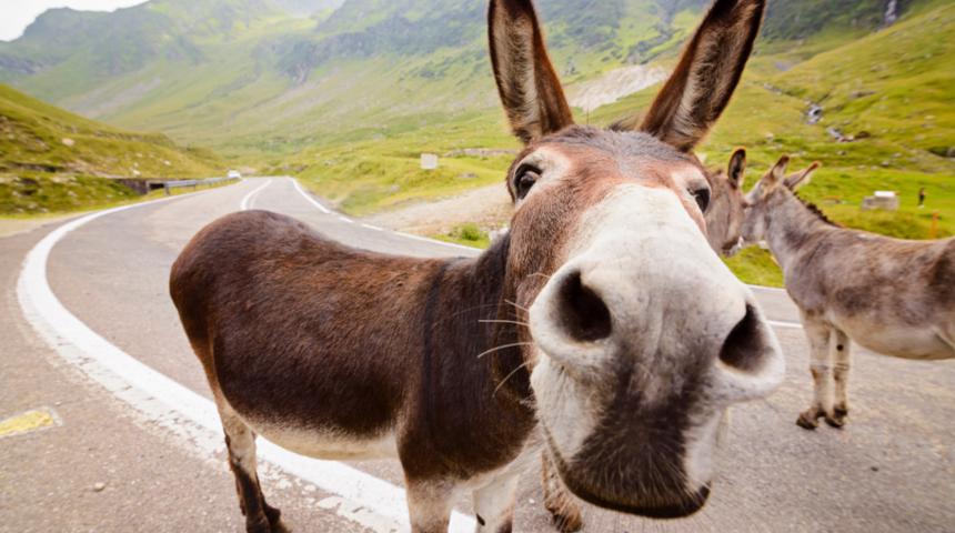 Nijerya’da polis Hong Kong’a kaçırılmak istenen yüzlerce eşek penisine el koydu