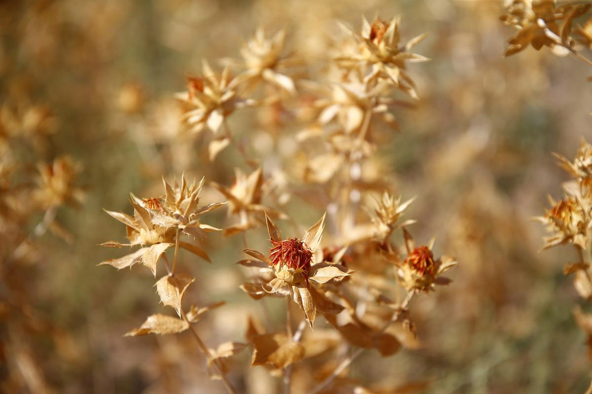 Kayseri&rsquo;de lise &ouml;ğrencilerinin 100 dekar alana ektiği aspirin hasadı yapıldı