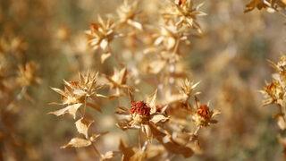 Kayseri’de lise öğrencilerinin 100 dekar alana ektiği aspirin hasadı yapıldı