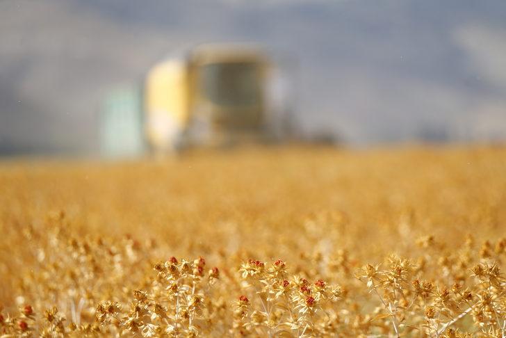 Kayseri’de lise öğrencilerinin 100 dekar alana ektiği aspirin hasadı yapıldı G5