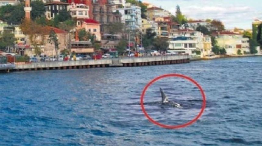 İstanbul Boğazında Köpekbalığı Korku Saldı