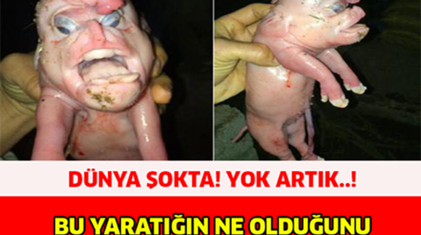 Dünya Şokta Bu Yaratığın Ne Olduğunu Görünce ŞOK Olucaksınız