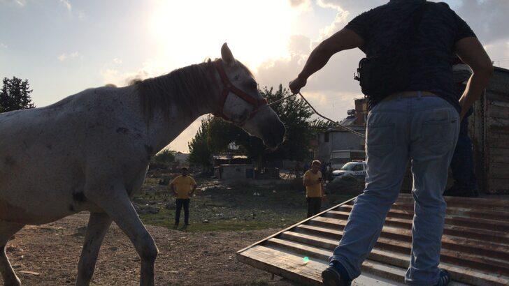 Adana'da yorulan atı yumruklaması kameraya yansıyan zanlı gözaltına alındı G3
