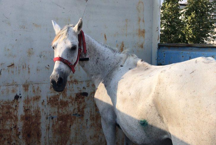 Adana'da yorulan atı yumruklaması kameraya yansıyan zanlı gözaltına alındı G5