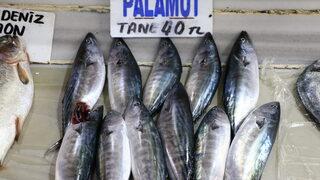 Marmara'da palamut bollaştıkça tezgahtaki fiyatı da düşüyor