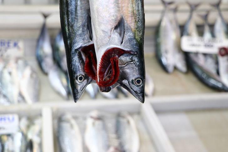 Marmara'da palamut bollaştıkça tezgahtaki fiyatı da düşüyor G3