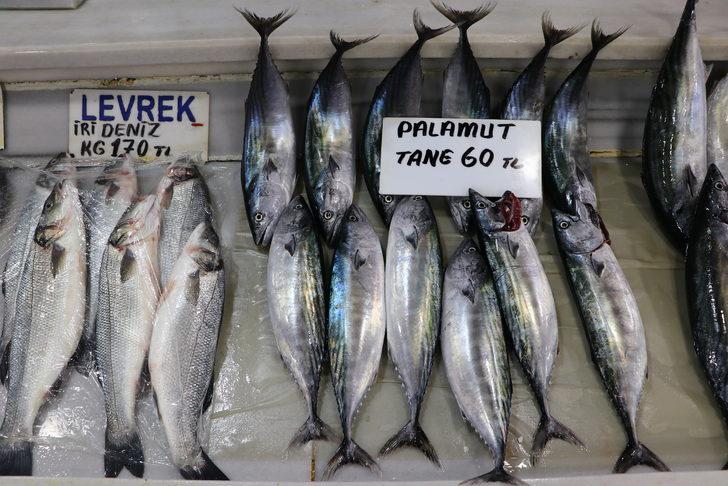 Marmara'da palamut bollaştıkça tezgahtaki fiyatı da düşüyor G4