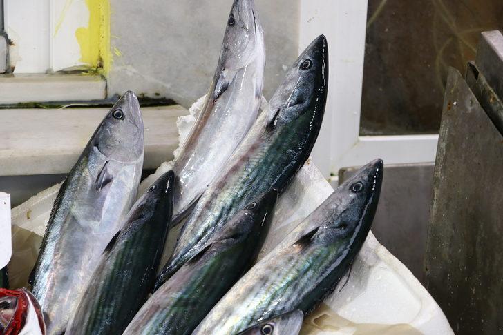 Marmara'da palamut bollaştıkça tezgahtaki fiyatı da düşüyor G5