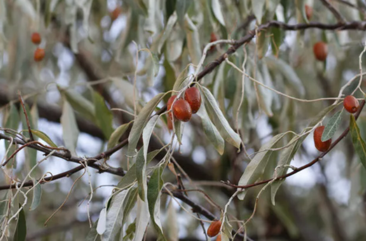 İğdenin faydaları saymakla bitmiyor: Kendi küçük ama etkisi büyük!  G1