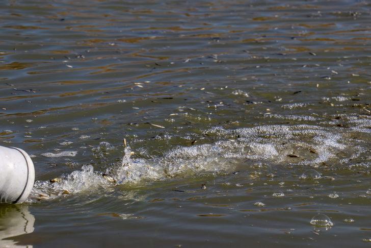 Van'da göl ve göletlere 1 milyon sazan yavrusu bırakıldı G3