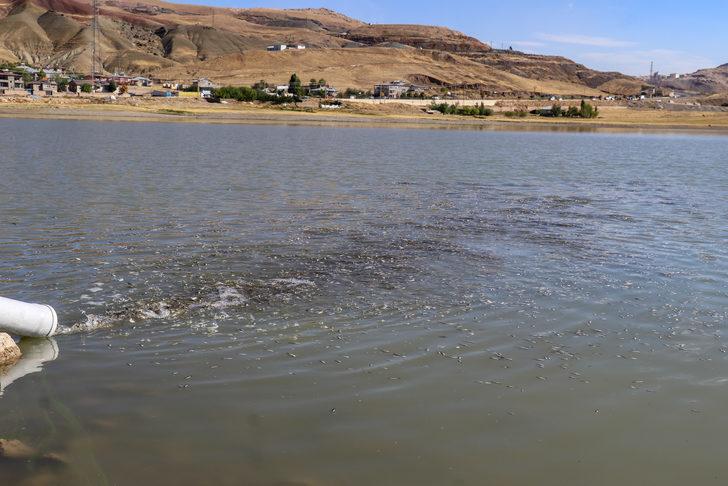 Van'da göl ve göletlere 1 milyon sazan yavrusu bırakıldı G4