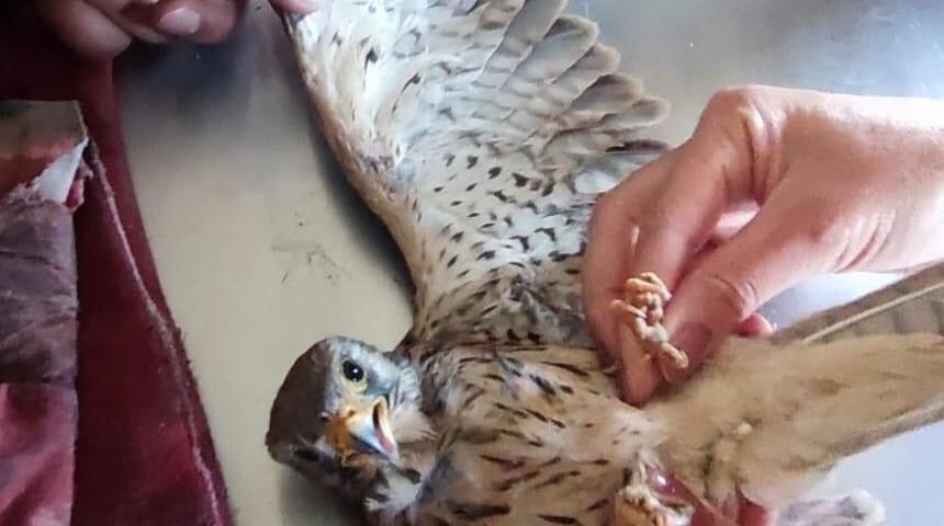 Kars'ta bitkin bulunan kerkenez kuşu koruma altına alındı