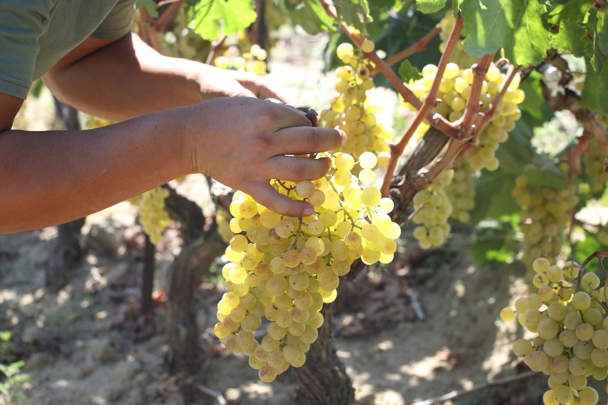 Tekirdağ'da hasadına başlanan &uuml;z&uuml;mden 40 bin ton rekolte bekleniyor