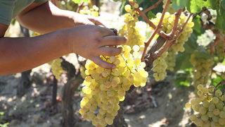 Tekirdağ'da hasadına başlanan üzümden 40 bin ton rekolte bekleniyor