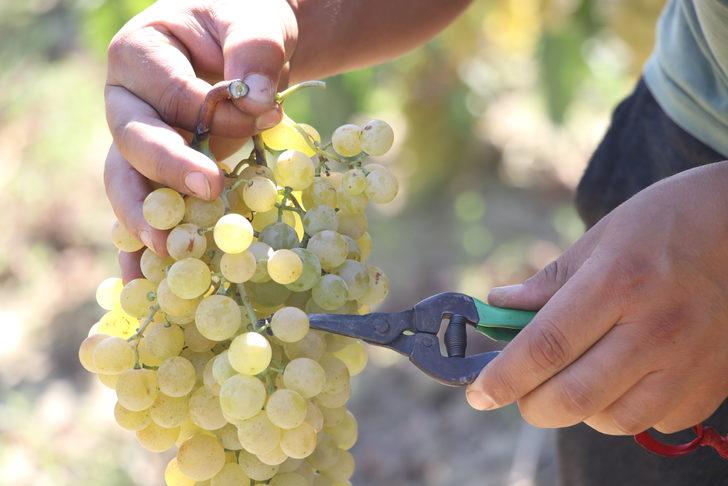Tekirdağ'da hasadına başlanan üzümden 40 bin ton rekolte bekleniyor G2