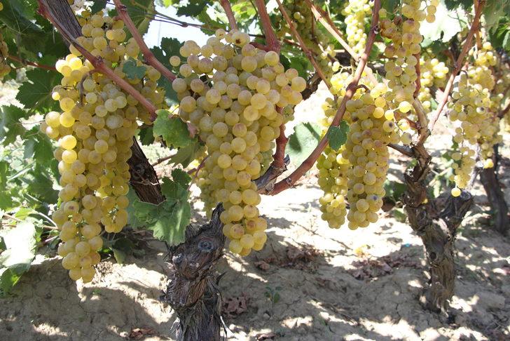 Tekirdağ'da hasadına başlanan üzümden 40 bin ton rekolte bekleniyor G3