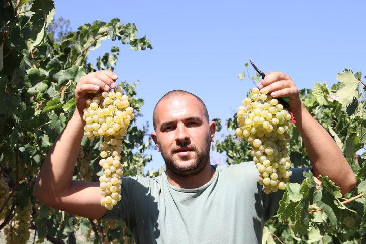 Tekirdağ'da hasadına başlanan üzümden 40 bin ton rekolte bekleniyor G4